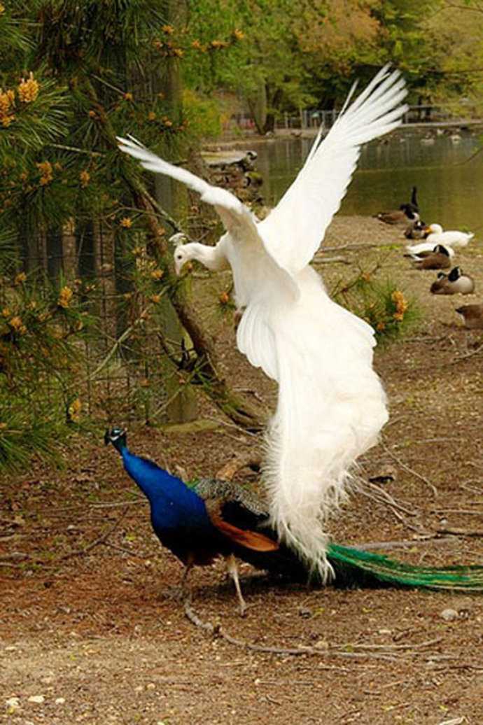 孔雀有哪几种种类 如何分辨雄雌 知乎