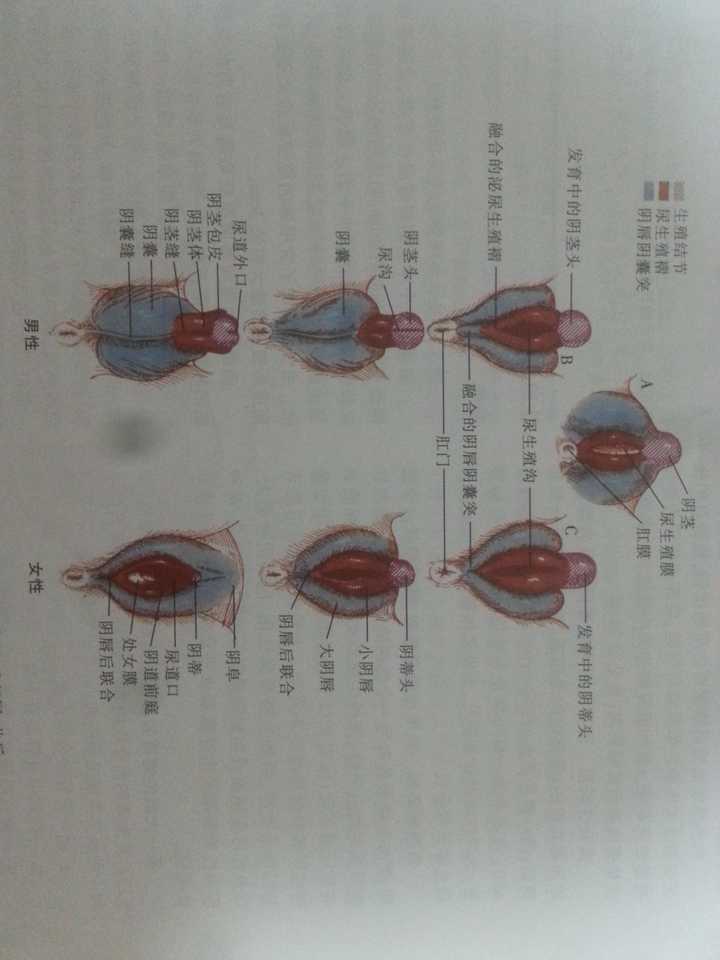 图片来源:14版诺瓦克妇科学 大约胚胎发育前七周,男女的生殖系统发育