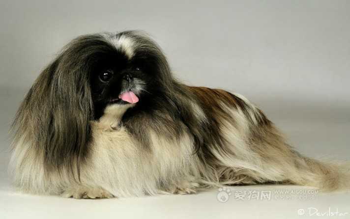 我记得在我小时候,也就是将近20年前,哈巴狗根本不是指现在的巴哥