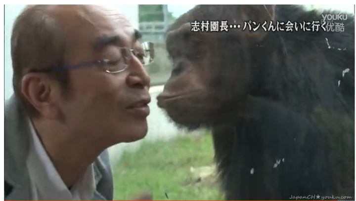 想知道日本猩猩小庞的近况 知乎