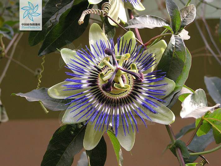 西番莲别名叫什么 红色西番莲花图片 百香果别名叫什么