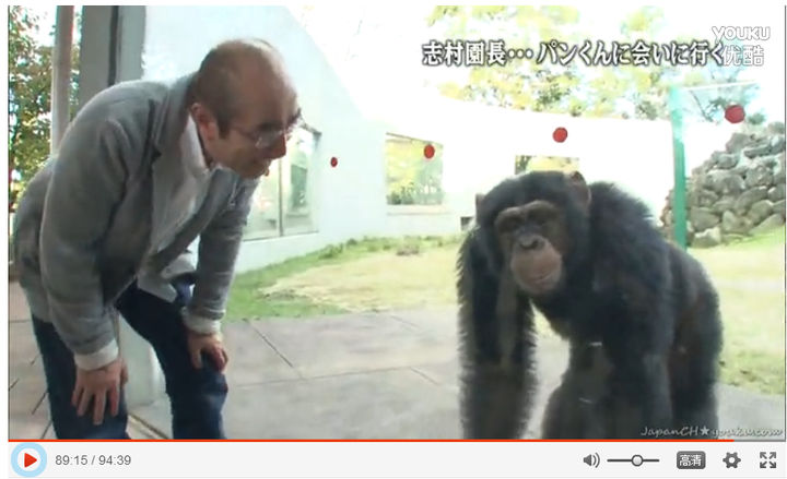 想知道日本猩猩小庞的近况 Robin Chan 的回答 知乎