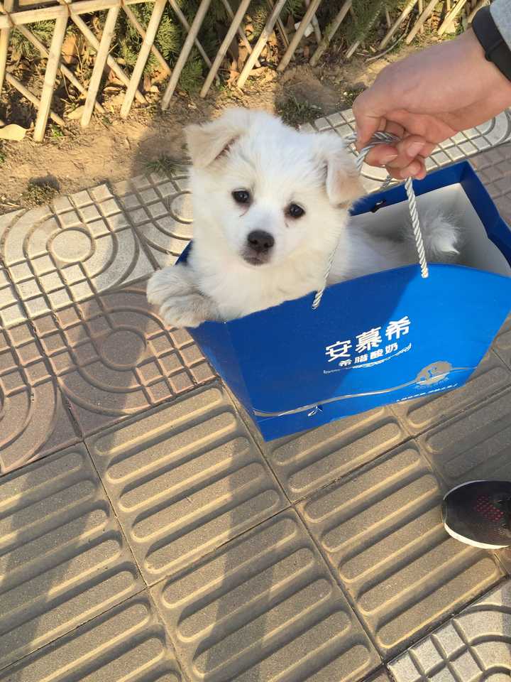 第一次养狗有什么注意事项 知乎