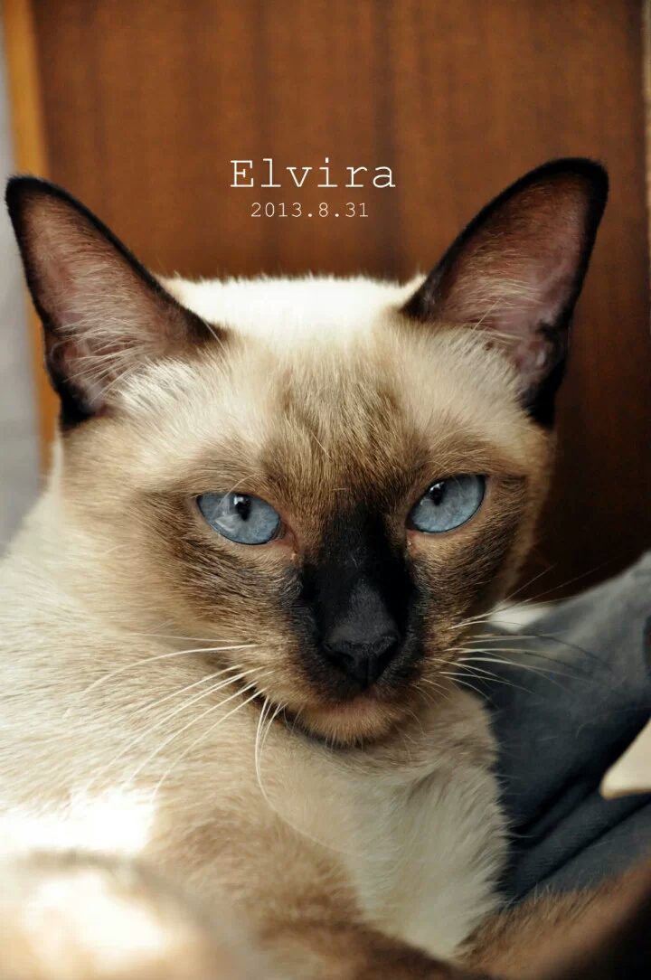 养暹罗猫是种怎样的体验?