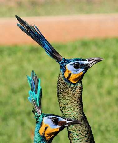 孔雀有哪几种种类 如何分辨雄雌 知乎