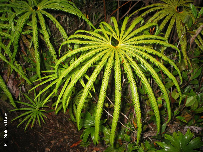 如何學習蕨類植物分類