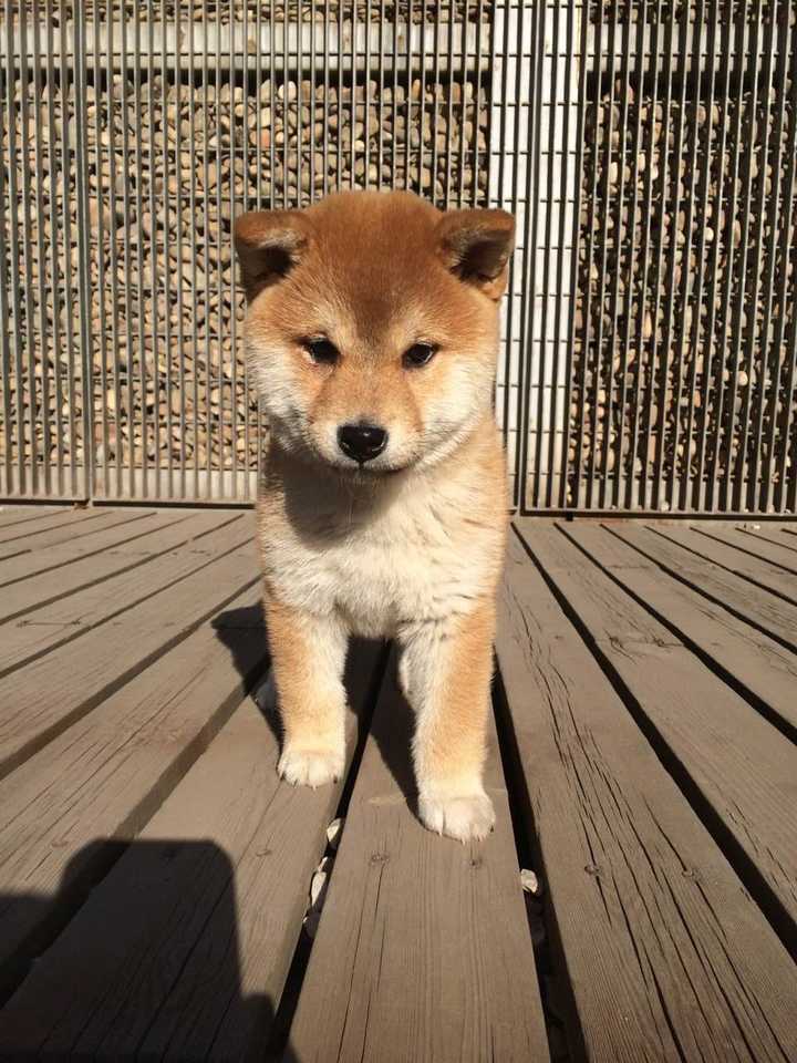 中华田园犬 柴犬和秋田犬的区别是什么 知乎