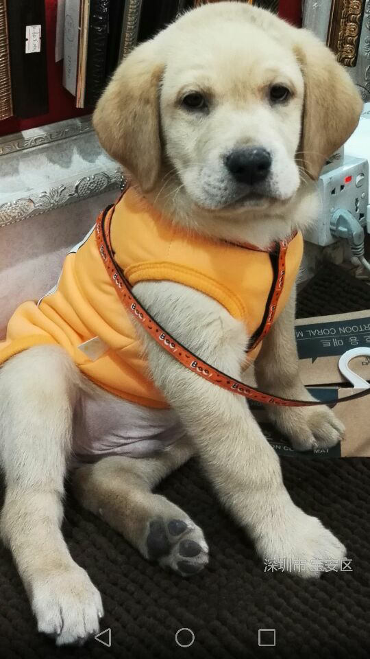 拉布拉多小时候可爱,为什么越长越丑?