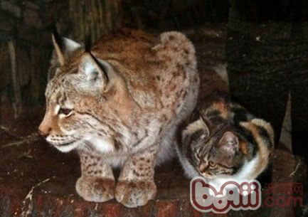 为什么中国古代传说没有猫精 猫妖 知乎 为什么中国古代传说没有猫精 猫妖 知乎