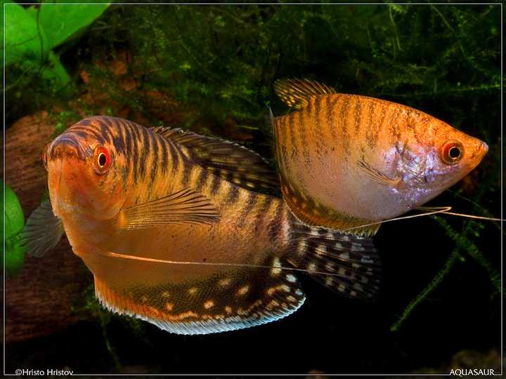 除此之外还有其他一些变种,比如云石曼龙和银曼龙之类,不常见就不提了