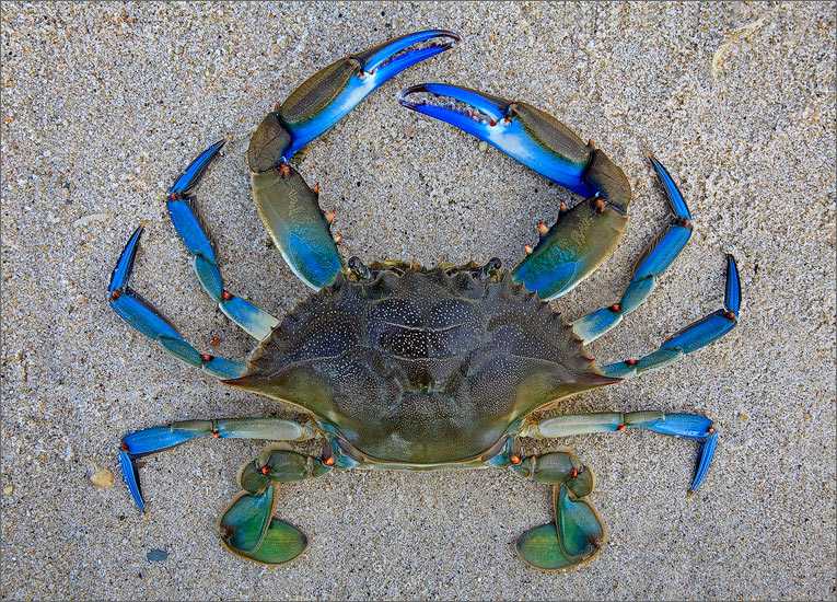 马里兰的蓝蟹blue crab