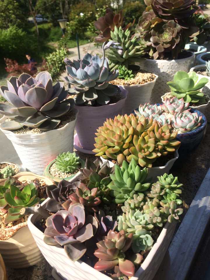 多肉植物应该怎么浇水 知乎