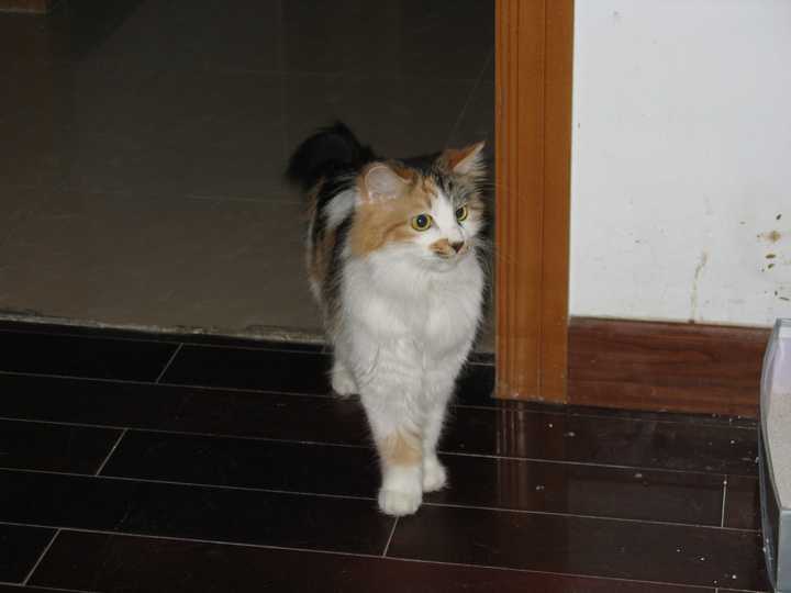 怎么才能知道猫是否爱主人 知乎