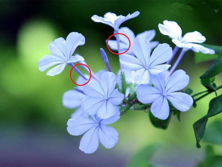 什么是花筒 花萼筒 花冠筒 知乎 什么是花筒 花萼筒 花冠筒 知乎