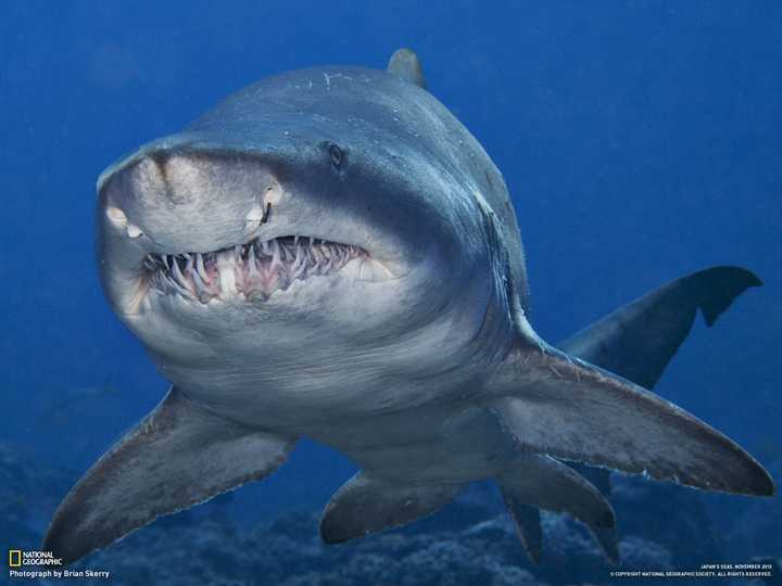 赞比西鲨图片