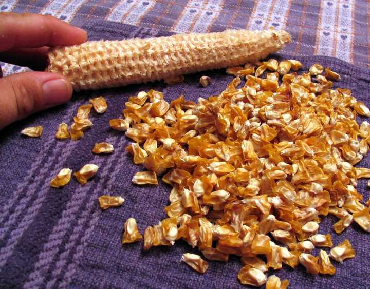 收获晚了,等到一般玉米的腊熟期,完熟期就干瘪的剩一层皮了,完全没