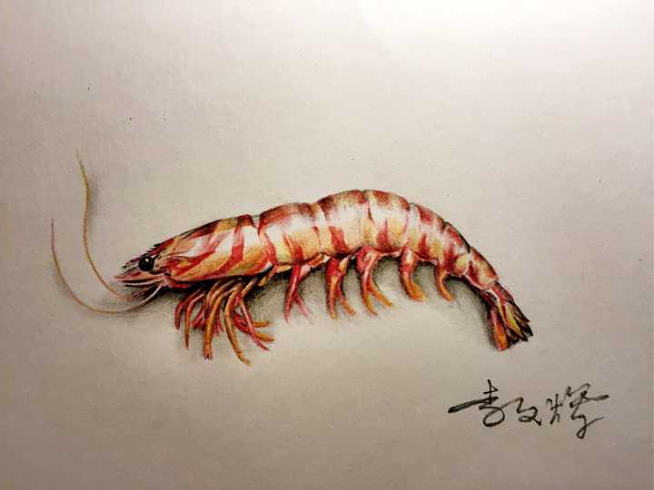 基本都是彩铅手绘