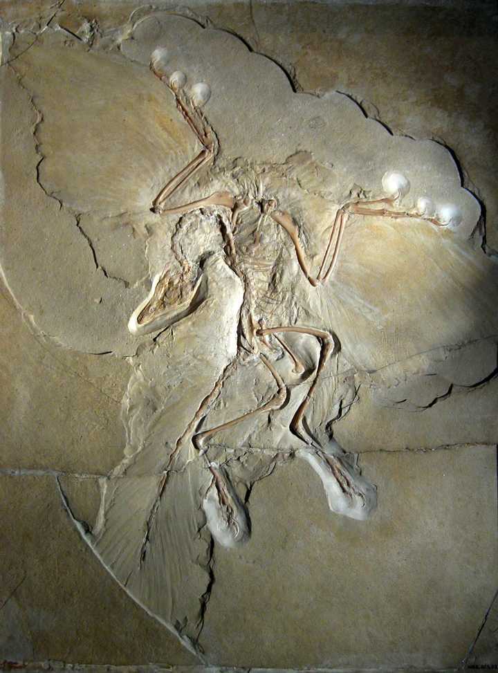 beipiaosaurus图片