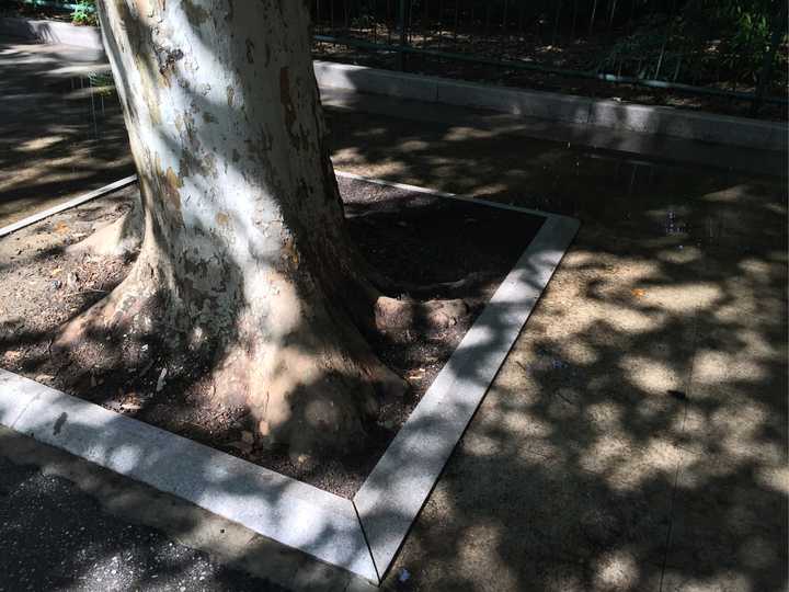 阳光透过树影落在地上