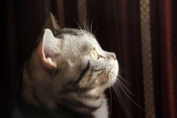 因为猫的眼球是突出的,从侧面看类似于凸透镜或水晶球.