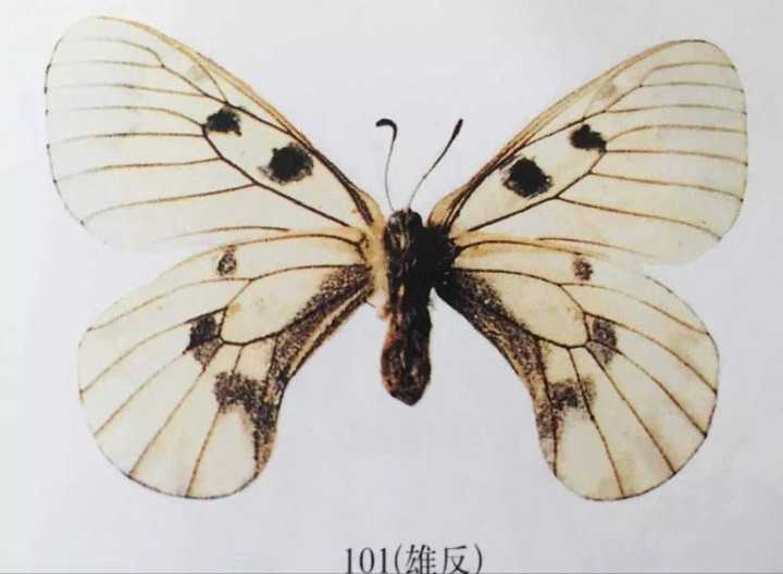 它的拉丁文名为 parnassius mnemosyne,第一个词还是绢蝶,第二个词