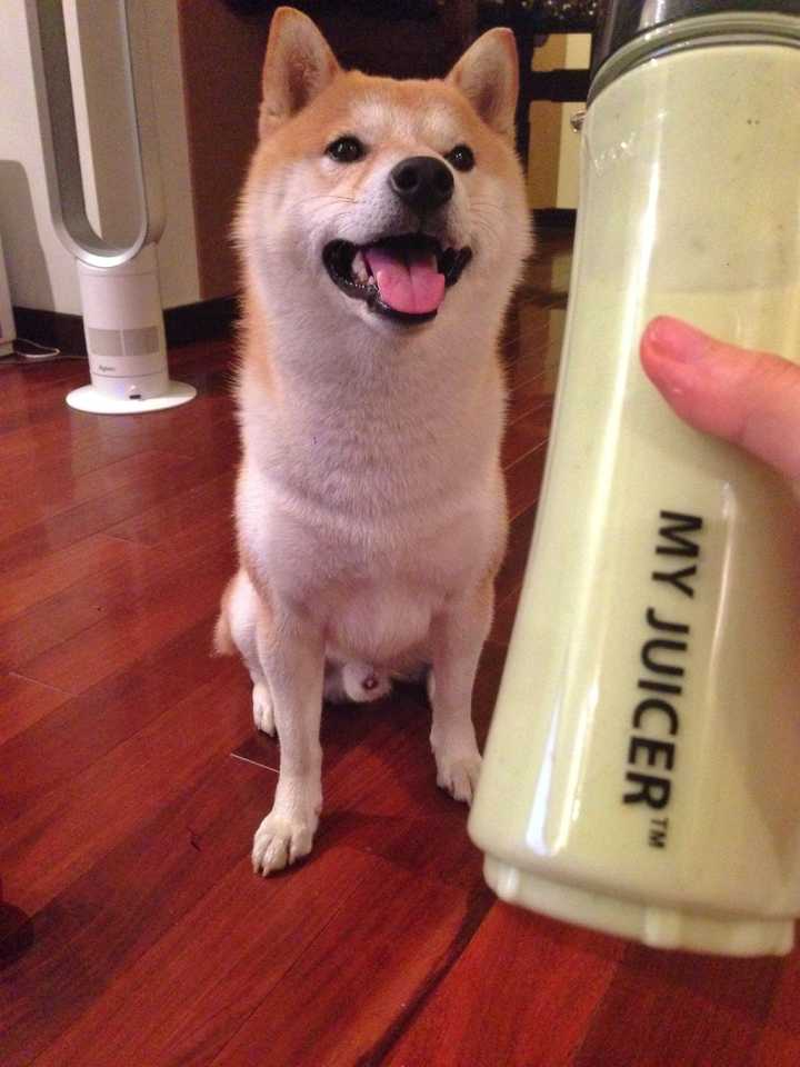 养柴犬是种怎样的体验 知乎