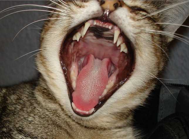 猫的牙齿是什么样子的?