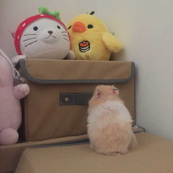 仓鼠怎么喂养才会跟人很亲近?