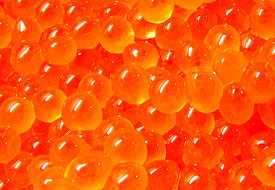 有哪些不同品种的三文鱼(Salmon),各自的味道