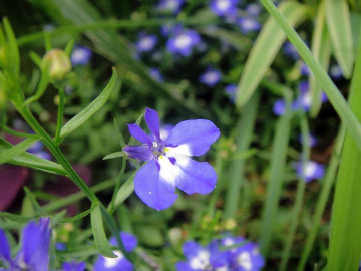 有哪些音译词让你察觉不到是音译的 知乎用户的回答 知乎