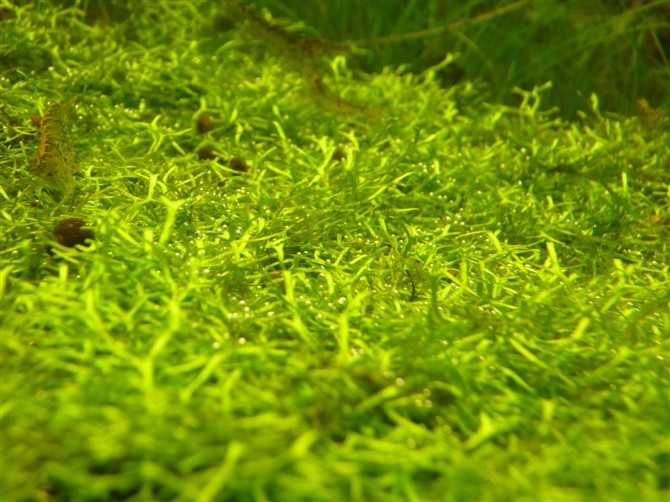 有哪些能吃的水草 知乎