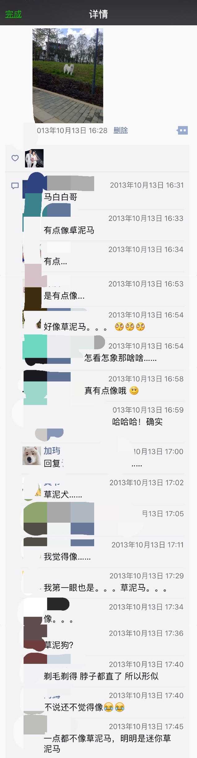 把萨摩耶从小养到大是怎么样的一种体验 知乎