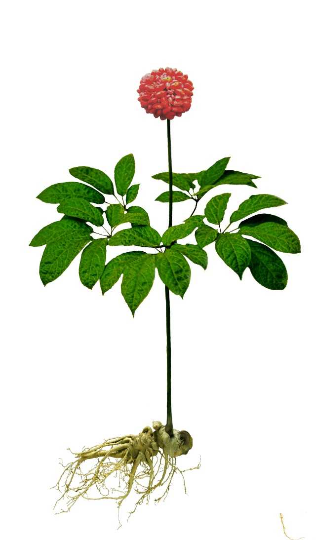 人参的叶子和花什么样 人参叶子和花图片 人参的叶子是什么样图片