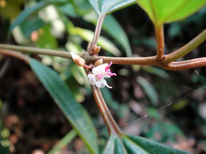 有哪些音译词让你察觉不到是音译的 知乎用户的回答 知乎