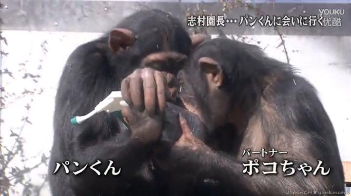 想知道日本猩猩小庞的近况 Robin Chan 的回答 知乎