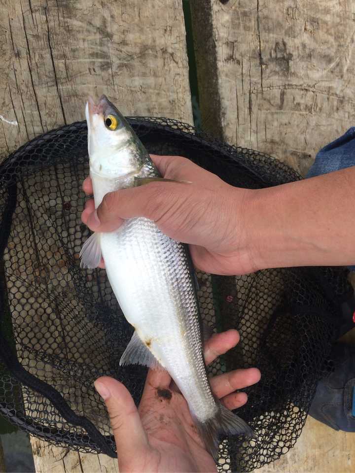 鲱鱼是一种什么样的鱼?