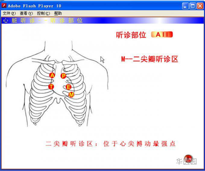 心脏听诊体表位置图片