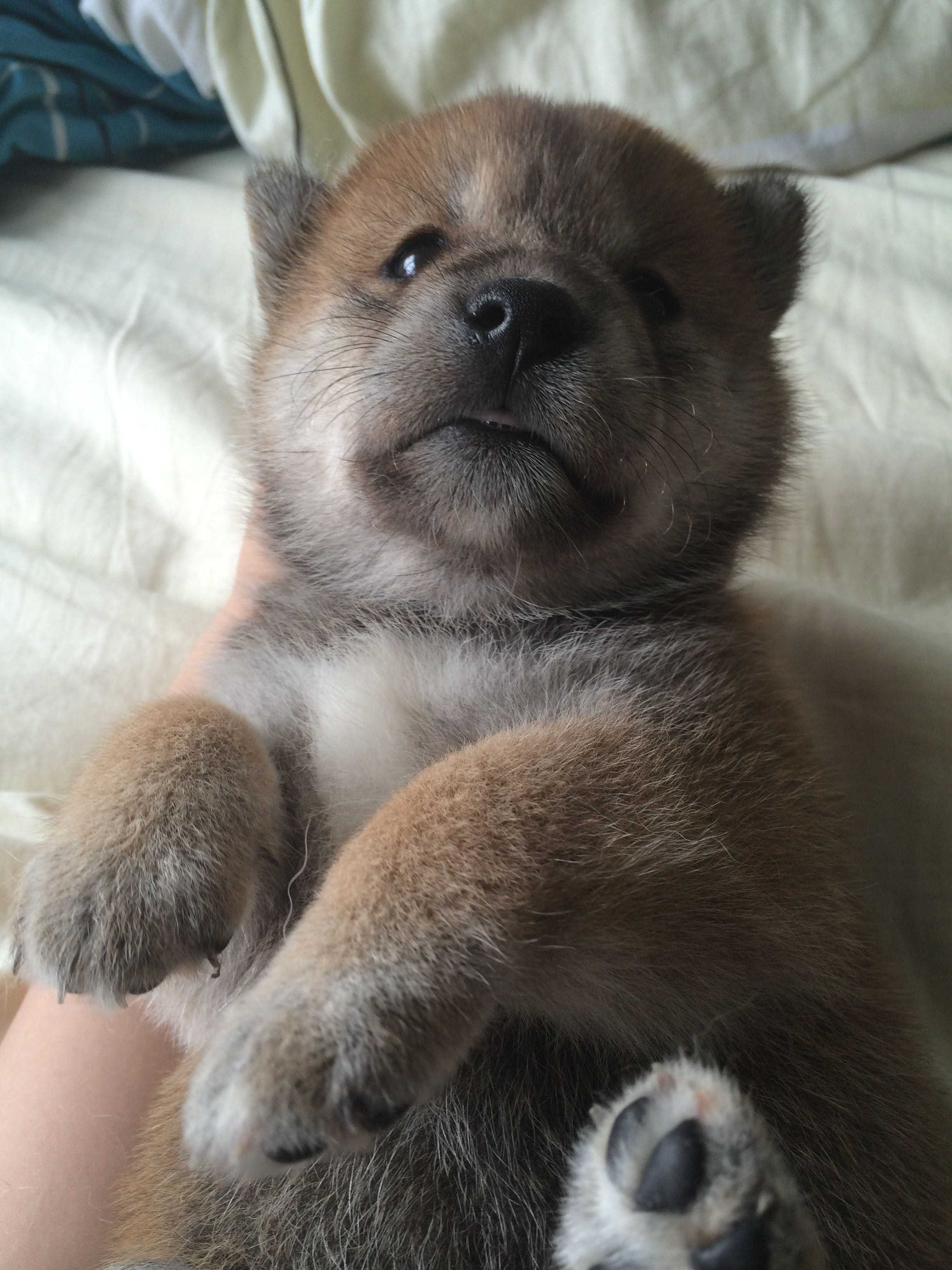 这种秀狗子的话题!我来了! 美么!  显示全部