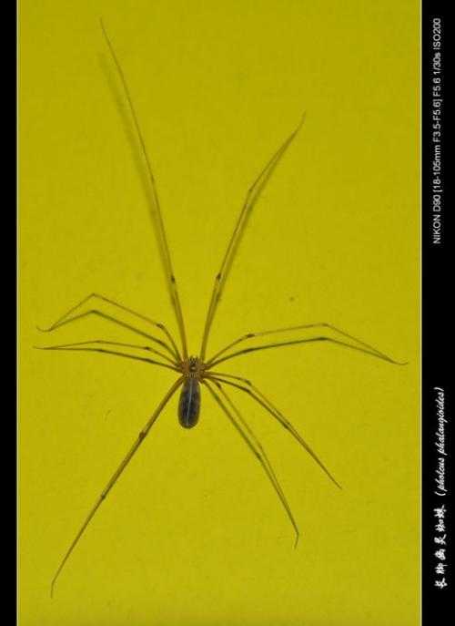 蜘蛛        平时比较常见的小蜘蛛,大一点脚比较细的褐色蜘蛛.像这样