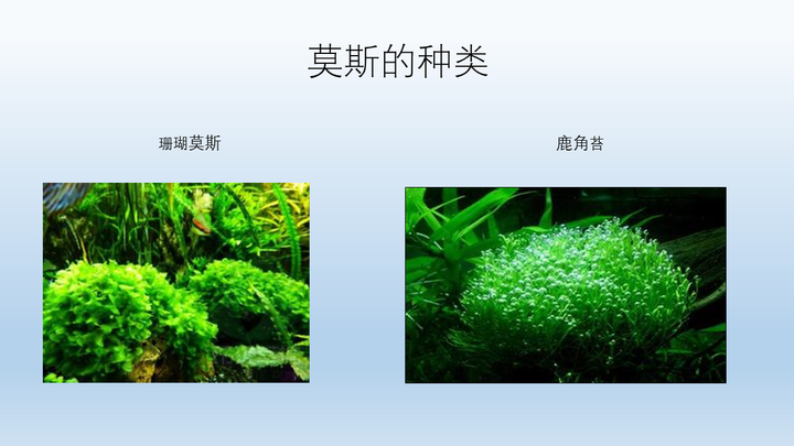 新人入坑水草缸 求大神科普水草知识 包括水草种类 品名习性等 知乎