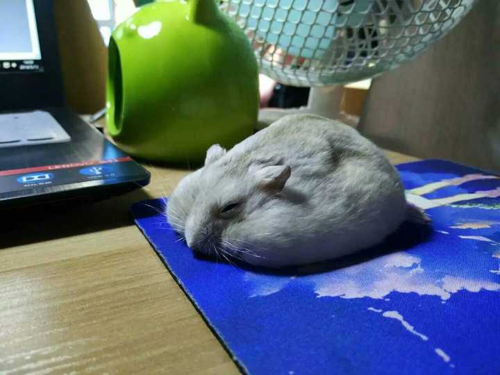 仓鼠摸着摸着睡着了图片