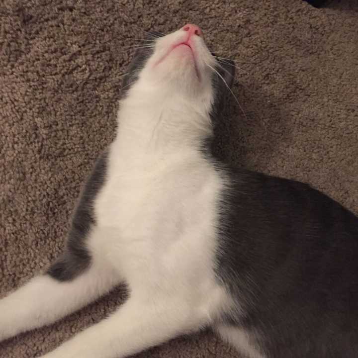 跟猫对视猫会有什么反应 知乎