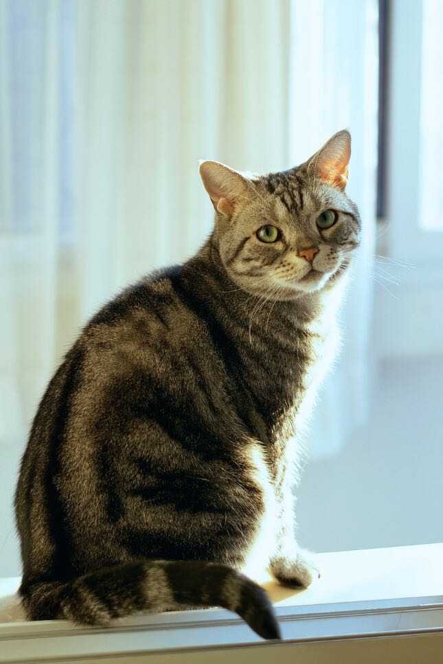 如何区分狸花猫和美国短毛猫 知乎