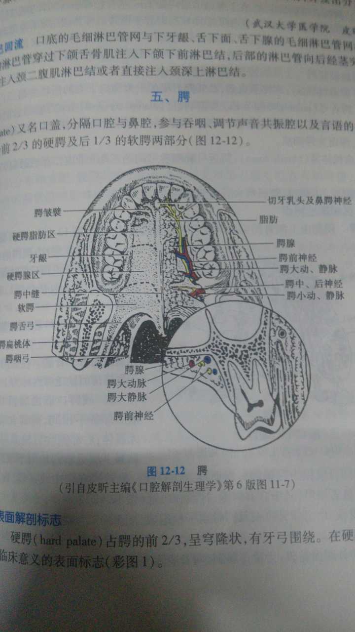 「腭、颚、颔、颌、颏」这几个字在医学上对应的部位分别是什么? - 知乎