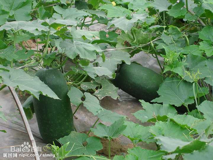 长得像冬瓜的瓜 长得像南瓜的瓜叫什么 一种长的像小冬瓜的瓜