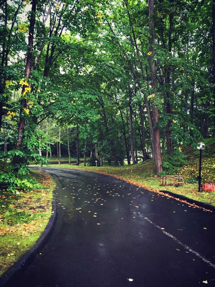 北海道,雨中的树林里散步,无滤镜效果