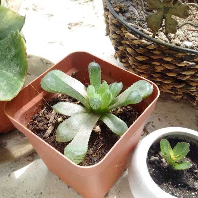 我刚买的玉露也超萌.可是,它越长大越偏离它原有的轨道,变成了这样