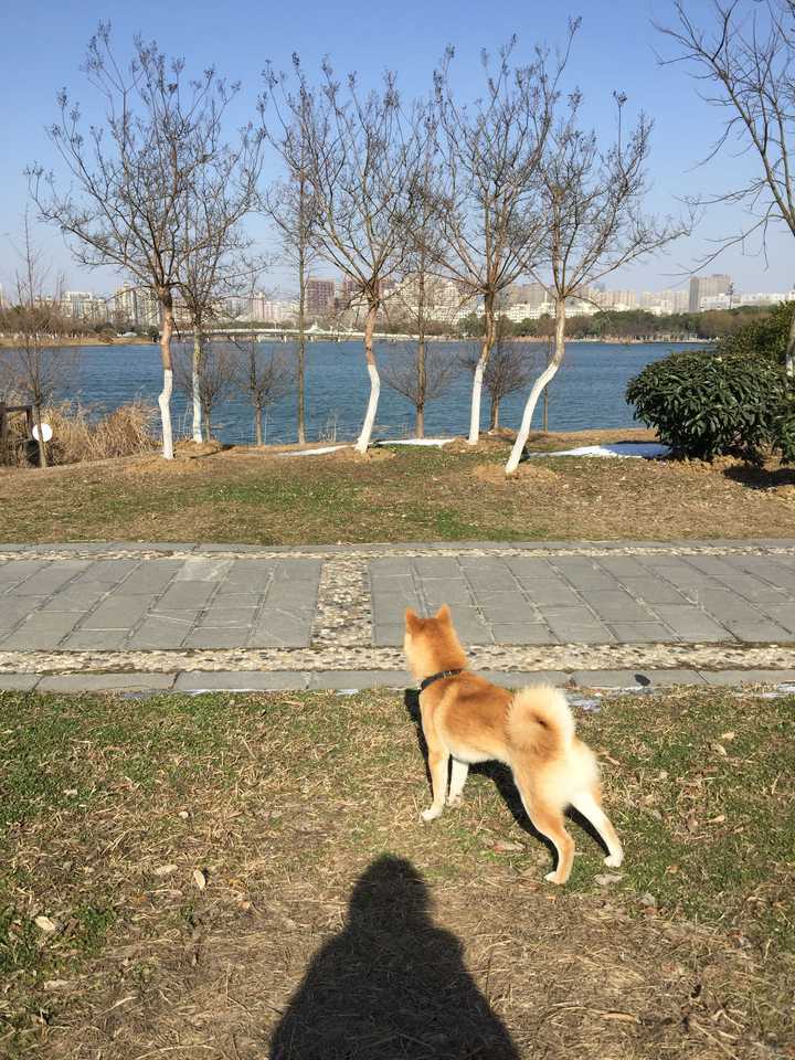 中华田园犬 柴犬和秋田犬的区别是什么 知乎 中华田园犬 柴犬和秋田犬的区别是什么 知乎