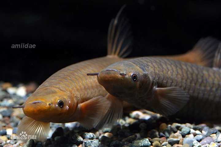 有哪些奇怪的淡水鱼 知乎