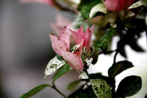 冬瓜藤图片 冬瓜藤的功效与作用 冬瓜的藤蔓可以吃吗